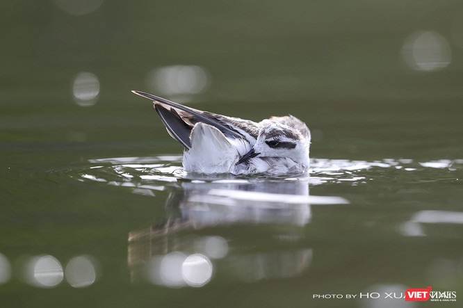 Chùm ảnh: Những “siêu mẫu” được săn đón ở Sơn Trà vào mùa chim di cư ảnh 19