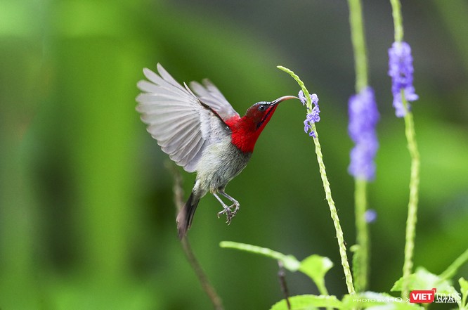 Chùm ảnh: Những “siêu mẫu” được săn đón ở Sơn Trà vào mùa chim di cư ảnh 17
