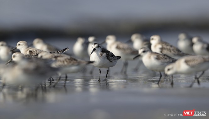 Chùm ảnh: Những “siêu mẫu” được săn đón ở Sơn Trà vào mùa chim di cư ảnh 12
