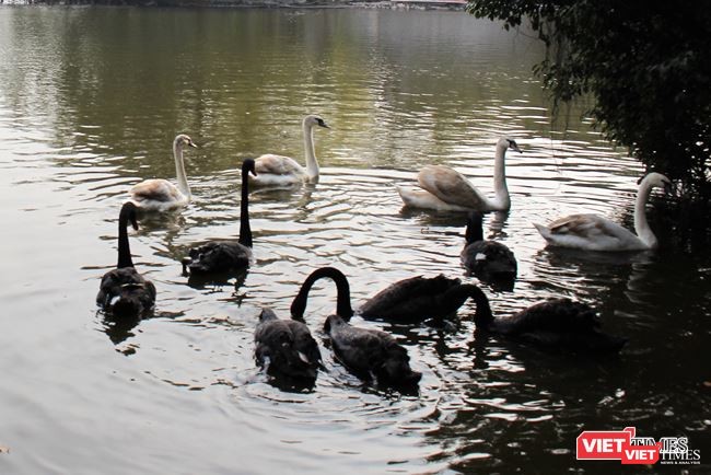 12 con thiên nga được di chuyển từ hồ Gươm sang hồ Thiền Quang trong đêm ảnh 1