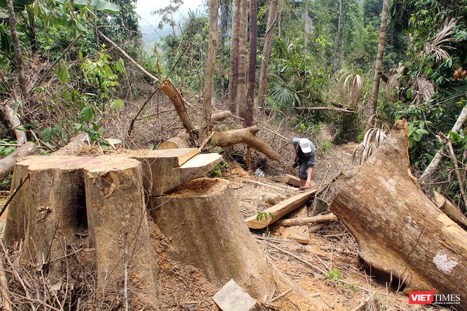 Rừng phòng hộ sông Kôn bị tàn phá nghiêm trọng, những thân cây cổ thụ lớn 2 người ôm bị đốn hạ không thương tiếc