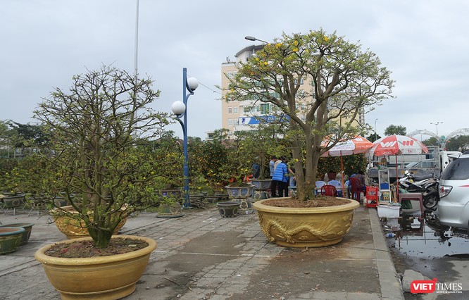 Đà Nẵng rộn ràng sửa soạn đón Xuân Kỷ Hợi 2019 ảnh 16