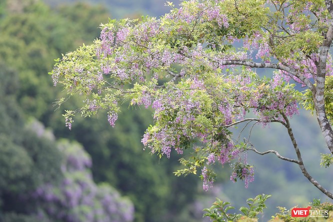 Ảnh: Vẻ đẹp “lặng người” của Sơn Trà vào những mùa hoa ảnh 16