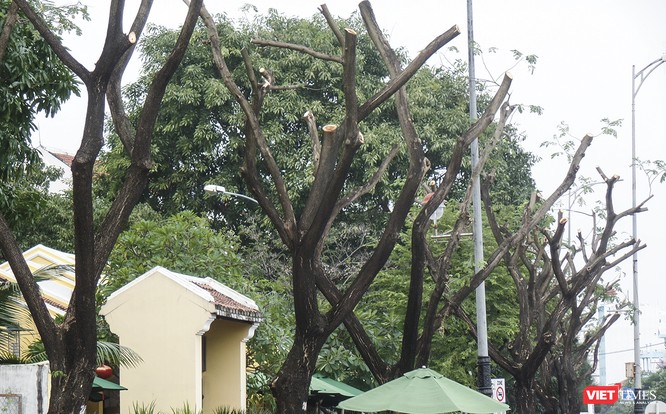Đà Nẵng: Tỉa “trụi” cây xanh để… chống bão và ra tán đẹp hơn! ảnh 1