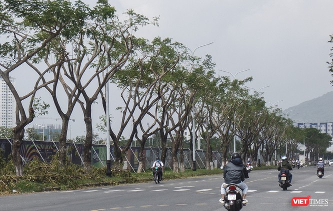 Đà Nẵng: Tỉa “trụi” cây xanh để… chống bão và ra tán đẹp hơn! ảnh 2