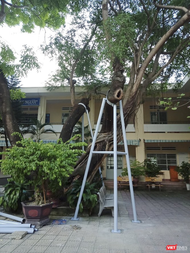 Sở GD&ĐT Đà Nẵng yêu cầu các trường không được đốn hạ cây xanh ảnh 1