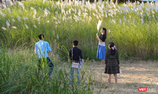 Ảnh: Giới trẻ Đà Nẵng khoe sắc giữa mùa cỏ lau ảnh 4