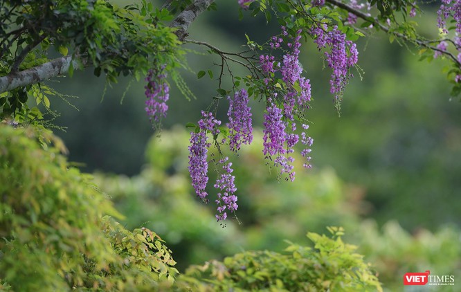 Đà Nẵng: Sơn Trà mùa săn ảnh hoa thàn mác ảnh 17