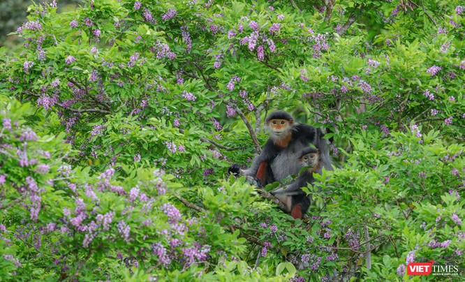 Đà Nẵng: Sơn Trà mùa săn ảnh hoa thàn mác ảnh 14