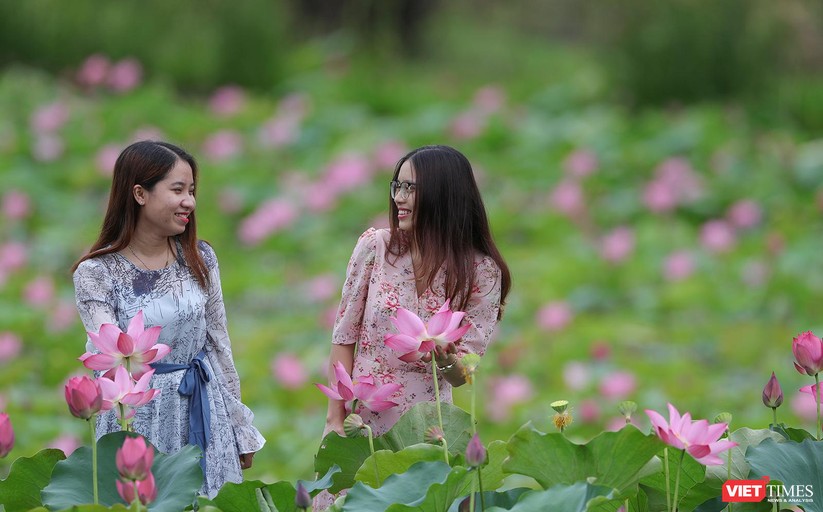 Ảnh: Vẻ đẹp khó cưỡng của đầm sen lớn Trà Lý ở Quảng Nam ảnh 21