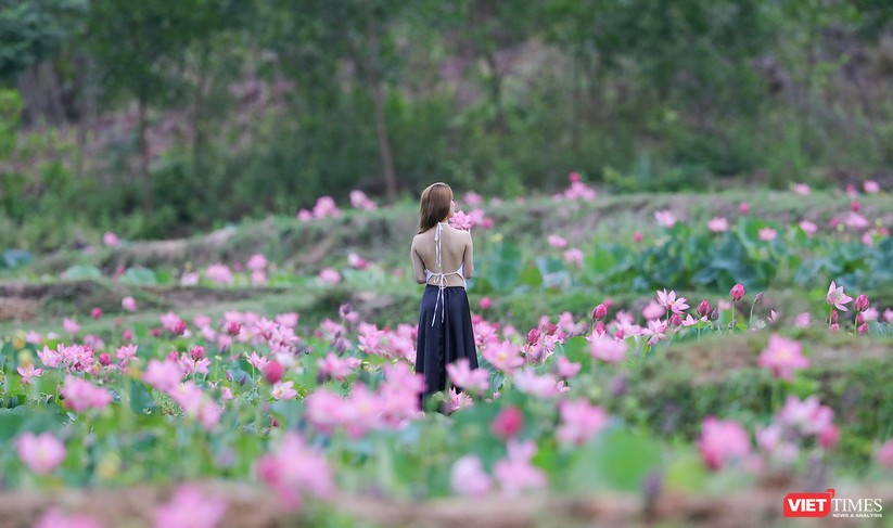 Ảnh: Vẻ đẹp khó cưỡng của đầm sen lớn Trà Lý ở Quảng Nam ảnh 29