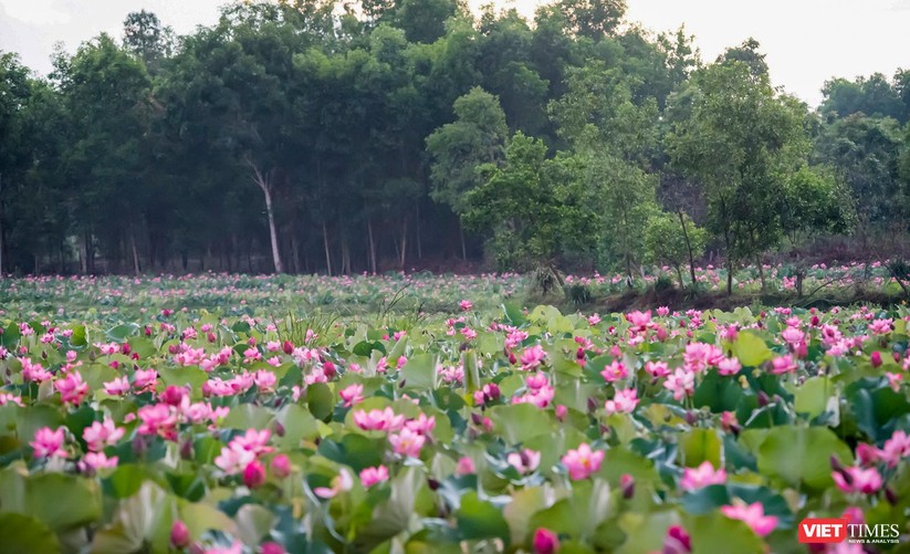 Ảnh: Vẻ đẹp khó cưỡng của đầm sen lớn Trà Lý ở Quảng Nam ảnh 30