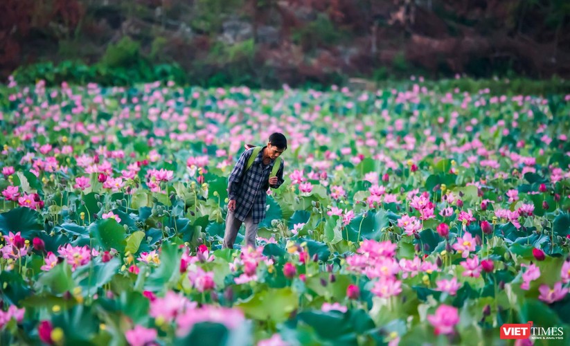 Ảnh: Vẻ đẹp khó cưỡng của đầm sen lớn Trà Lý ở Quảng Nam ảnh 18
