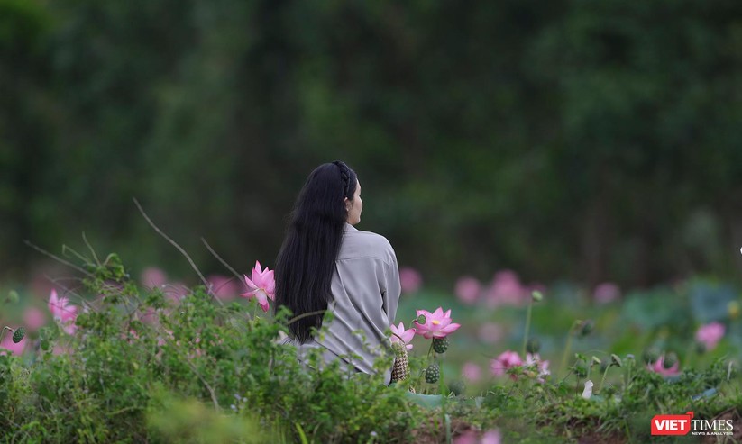 Ảnh: Vẻ đẹp khó cưỡng của đầm sen lớn Trà Lý ở Quảng Nam ảnh 27