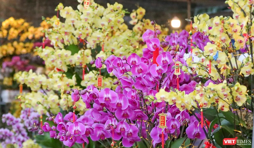 Ảnh: Nhộn nhịp chợ hoa xuân Nhâm Dần ở Đà Nẵng ảnh 28