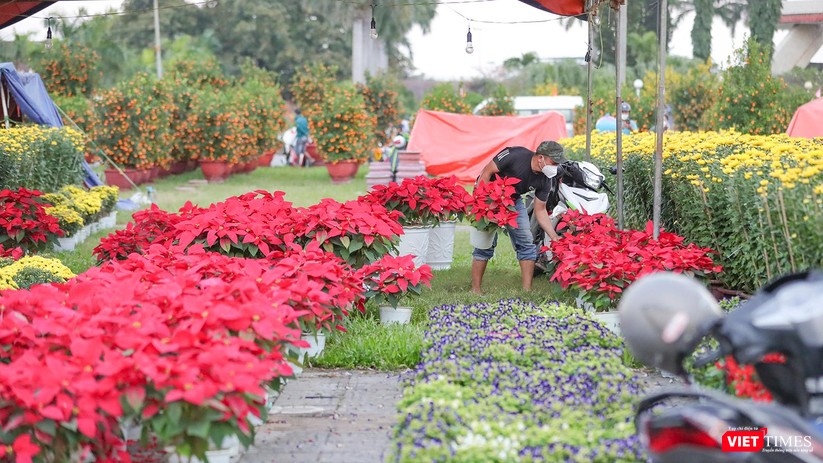 Ảnh: Nhộn nhịp chợ hoa xuân Nhâm Dần ở Đà Nẵng ảnh 17