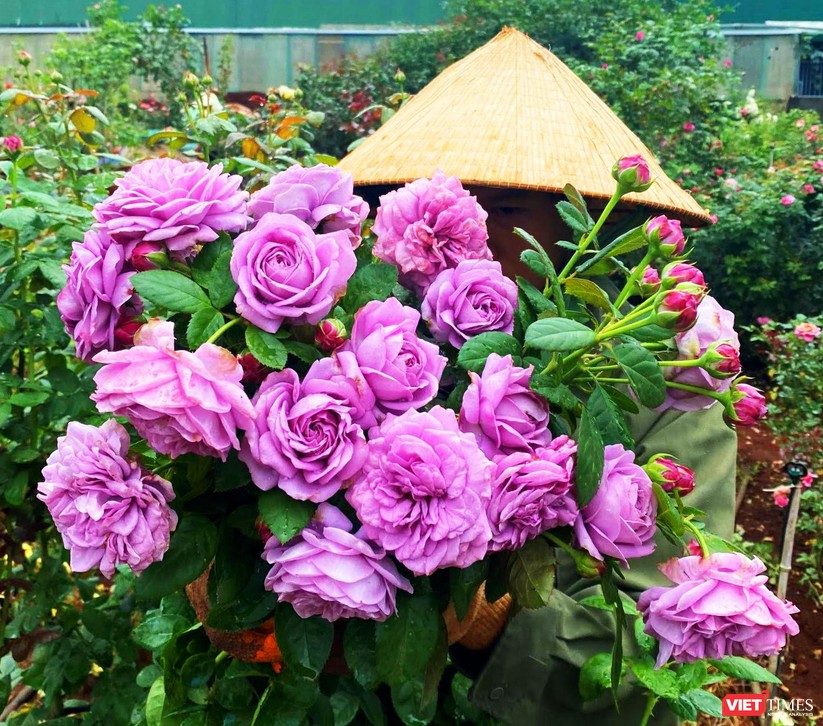 Chàng trai tạo “thiên đường hồng” Ban Mê Garden cho chị em selfie ảnh 2