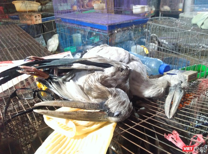 Nạn tàn sát chim trời ở Thạnh Hóa: Có chấm dứt được không? ảnh 7