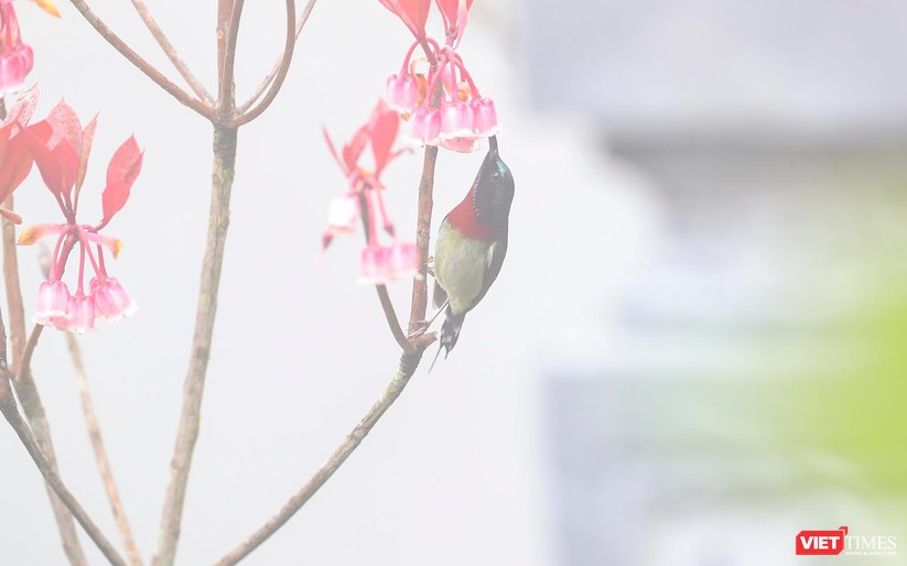 Ảnh: Vẻ đẹp hút hồn của những bông đào chuông nở muộn trên đỉnh Bà Nà ảnh 25