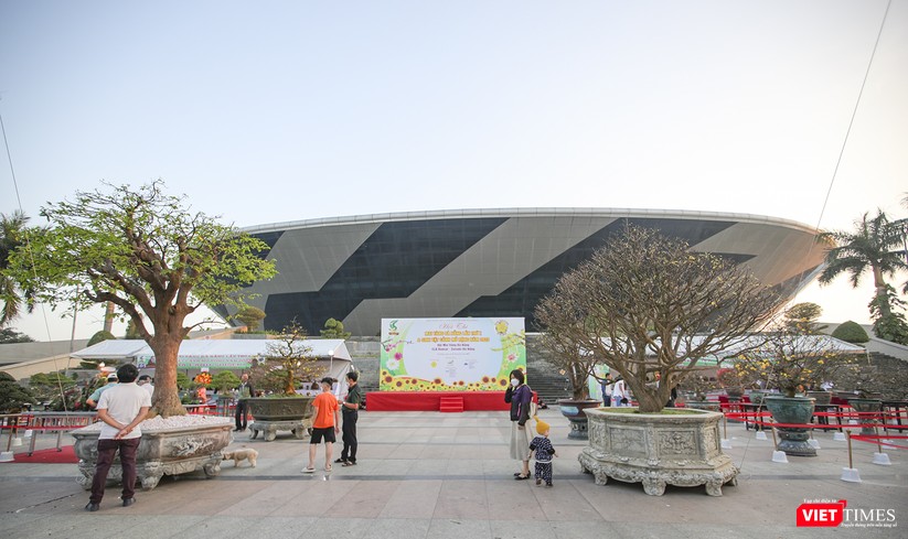 Ngắm "siêu phẩm" mai vàng tại hội thi Mai vàng Đà Nẵng 2023 ảnh 1