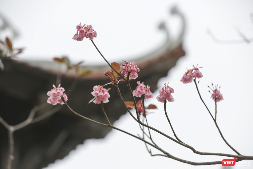 Ảnh: Ngắm hoa đào chuông trên đỉnh Bà Nà trong những ngày đầu năm mới ảnh 10