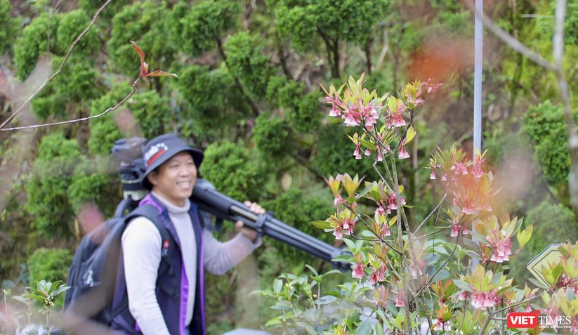 Ảnh: Ngắm hoa đào chuông trên đỉnh Bà Nà trong những ngày đầu năm mới ảnh 7