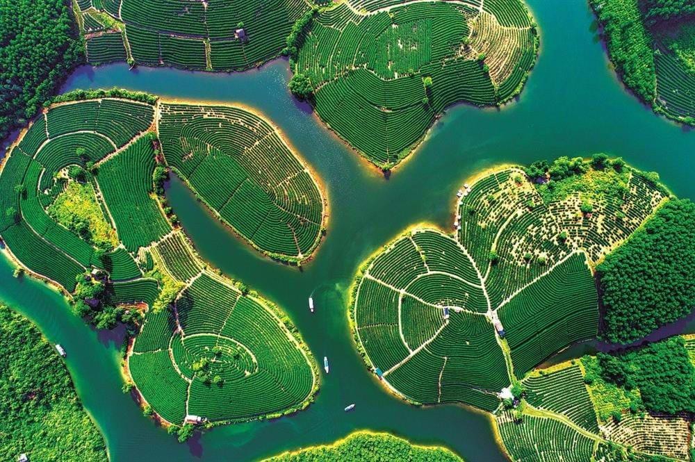Dạo chơi những đồi chè xanh mướt mắt tha hồ 'sống ảo' ở Việt Nam - 7