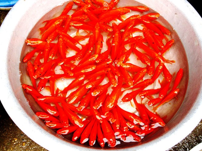 Thăm làng cá chép ông Công ông Táo ảnh 6