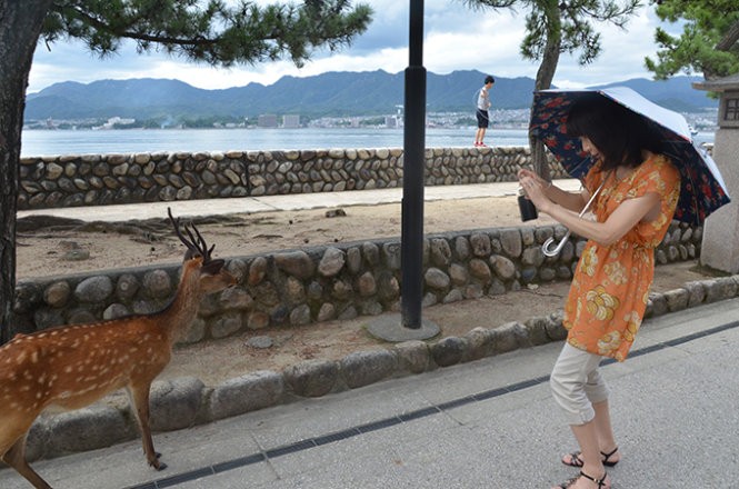 Những “công dân” hươu trên đảo Miyajima ảnh 1