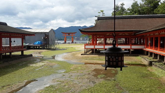 Những “công dân” hươu trên đảo Miyajima ảnh 11