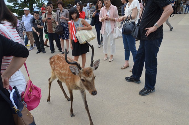 Những “công dân” hươu trên đảo Miyajima ảnh 2