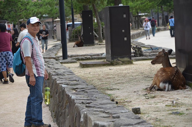 Những “công dân” hươu trên đảo Miyajima ảnh 4