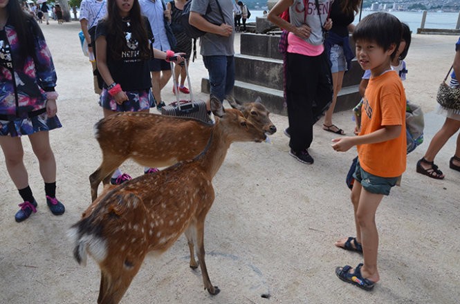 Những “công dân” hươu trên đảo Miyajima ảnh 6