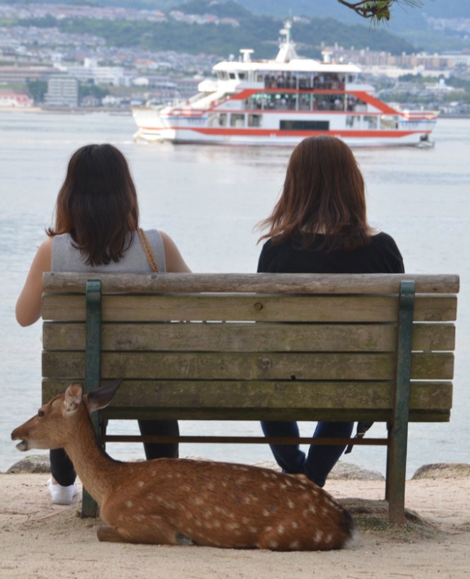Những “công dân” hươu trên đảo Miyajima ảnh 7