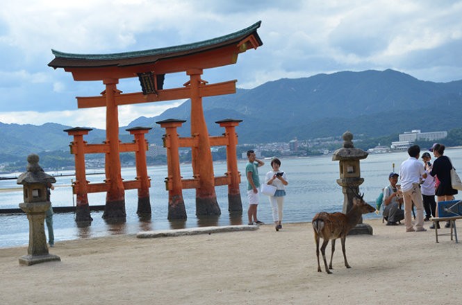 Những “công dân” hươu trên đảo Miyajima ảnh 8