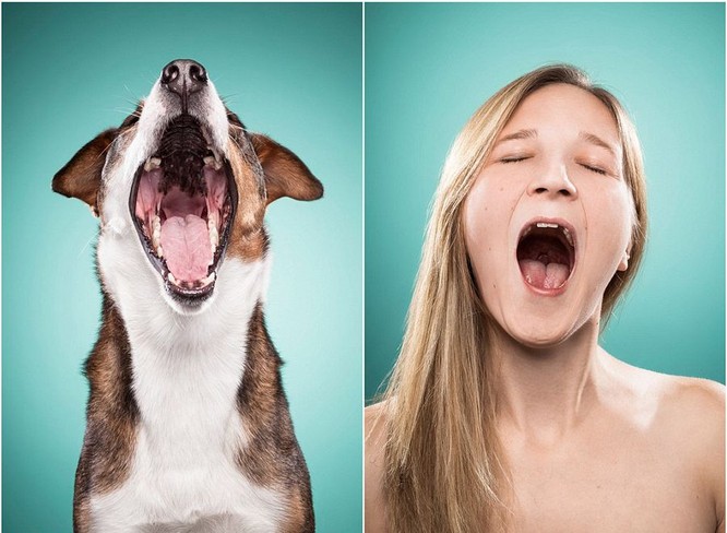 Chùm ảnh cực kỳ ấn tượng về các chủ nhân bắt chước nét mặt thú cưng ảnh 12
