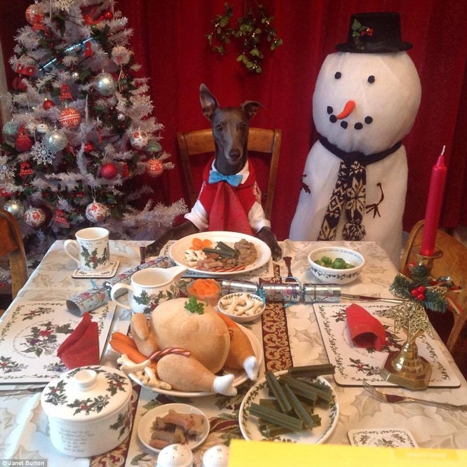 Chùm ảnh hot về chú chó bắt chước bài phát biểu đêm Noel ảnh 1