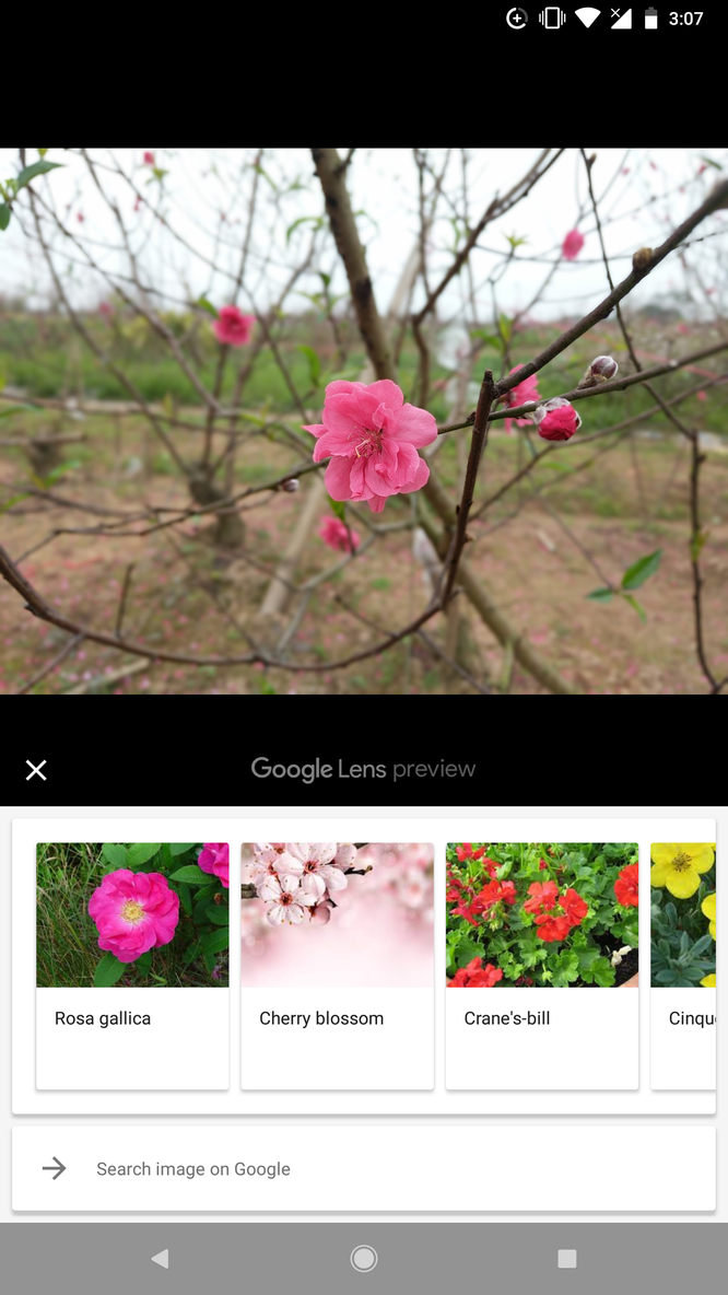 Hướng dẫn toàn tập sử dụng Google Lens: "Đọc vị" thông tin trong ảnh ảnh 4