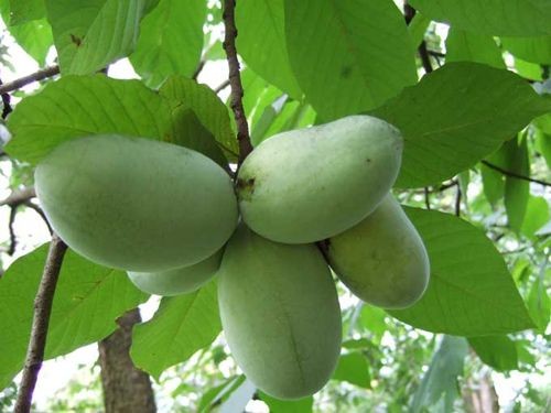 Bài 13: Chữa ung thư bằng "lá lẩu" của thầy lang, có thể tước đi cơ hội sống ảnh 2