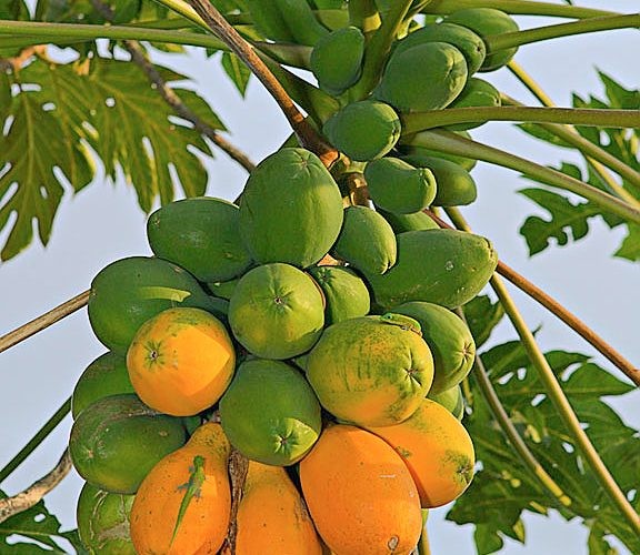 Bài 13: Chữa ung thư bằng "lá lẩu" của thầy lang, có thể tước đi cơ hội sống ảnh 3