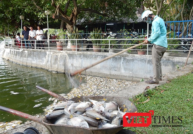 Đà Nẵng, cá chết, trắng hồ, công viên 29/3, ô nhiễm, bất thường, VietTimes