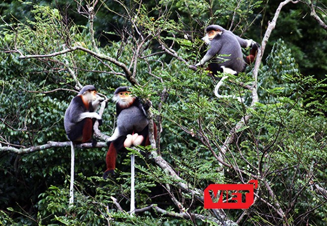 Đà Nẵng, Hiệp hội du lịch, Sơn Trà, Voọc chà vá chân nâu, linh trưởng, môi trường, lên tiếng, VietTimes, Thủ tướng