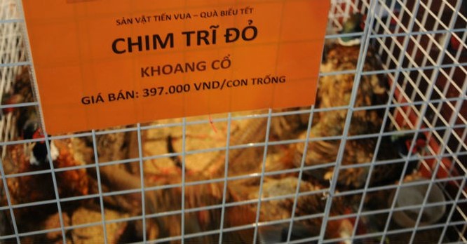 Chim Trĩ Đỏ có giá bán thấp hơn chim Trĩ Xanh.