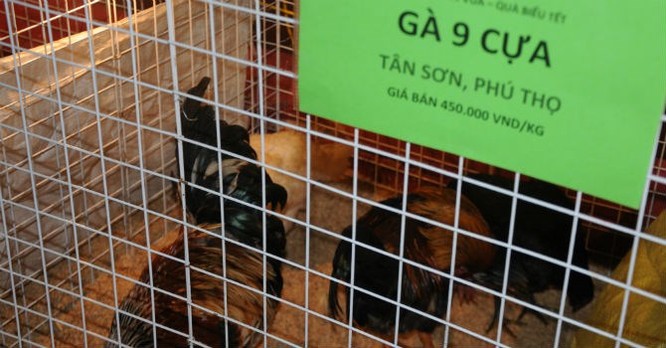 Gà 9 cựa, một trong những sản phẩm được lựa chọn khá nhiều để làm quà biếu.