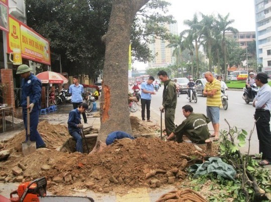 Cây xà cừ to một người ôm không xuể đang bị đào tận gốc, trốc tận rễ