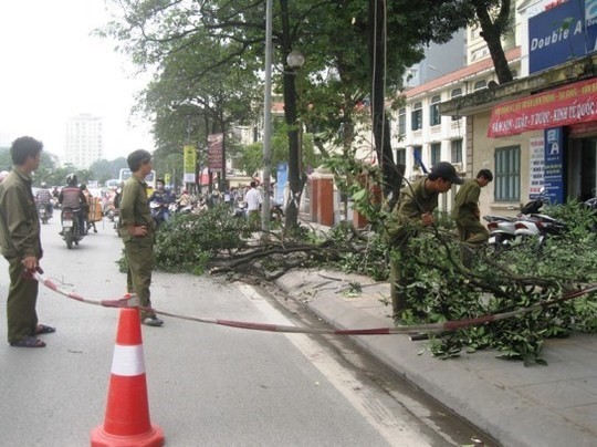Đình chỉ công tác hàng loạt cán bộ liên quan vụ chặt cây xanh Hà Nội ảnh 3