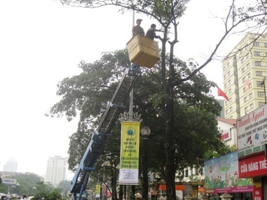 Đình chỉ công tác hàng loạt cán bộ liên quan vụ chặt cây xanh Hà Nội ảnh 5