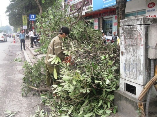 Đình chỉ công tác hàng loạt cán bộ liên quan vụ chặt cây xanh Hà Nội ảnh 6