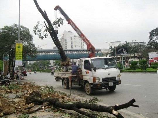 Chiến dịch đốn hạ cây xanh của Hà Nội thể hiện sự vội vã, thiếu suy xét nên đã vấp phải phản ứng quyết liệt của người dân và dư luận