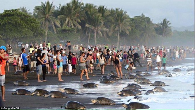 Kỳ thú hàng trăm ngàn con rùa biển lớn ùa vào bờ ảnh 1